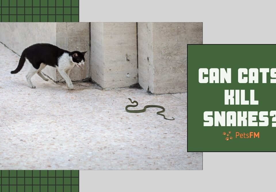 Can cats kill snakes?